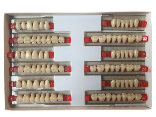 High Wear Resistance Dental Acrylic Resin Teeth For Biocompatibility