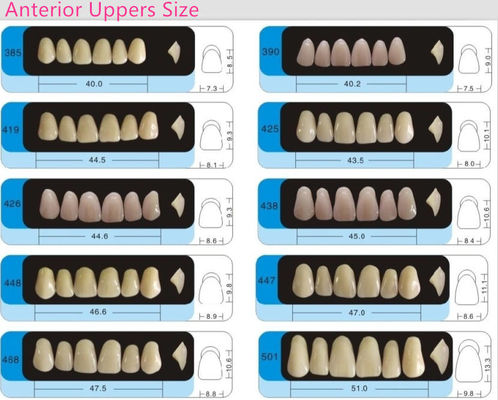 3 Layers Acrylic Resin Composite Teeth Denture Standard Size VITA Shade