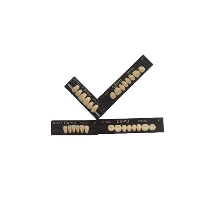 High Durability Dental Artificial Teeth Supported By VITA System Technology