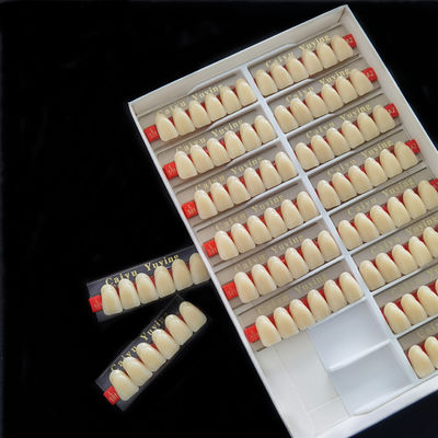 Incisor (2×1)×16 Dental Acrylic Resin Composite Denture VITA System False Teeth