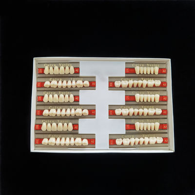 High Resistance 2 Layers Acrylic Resin Teeth Synthetic Polymer Artificial Teeth Composite Denture