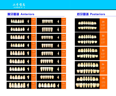 High Wear Resistance Dental Acrylic Resin Teeth For Biocompatibility