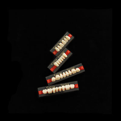 High Resistance 2 Layers Acrylic Resin Teeth Synthetic Polymer Artificial Teeth Composite Denture